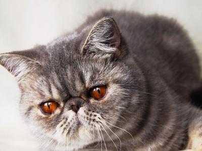 Janet - Cat Breeder - TX&comma; US