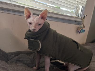 Musya&Boss - Cat Breeder - FL&comma; US