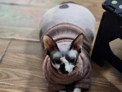 Lorada - Cat Breeder - Reading&comma; PA&comma; US
