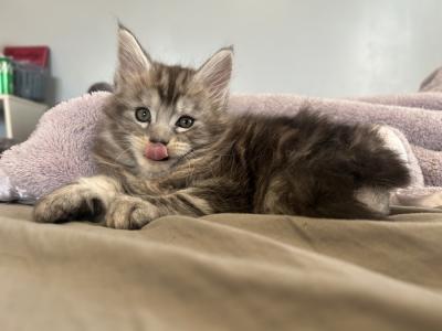 Dakota - Cat Breeder - St&period; Louis&comma; MO&comma; US