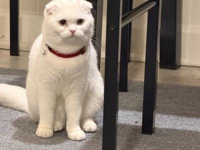 Milana - Cat Breeder - Owings Mills&comma; MD&comma; US