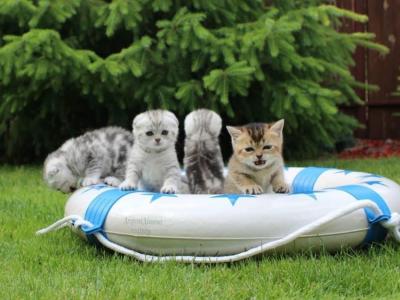 Valeriya Kotsun Kittens - Cat Breeder - TX&comma; US
