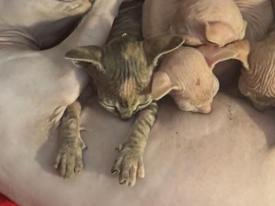 Nicole - Cat Breeder - Hastings&comma; MN&comma; US