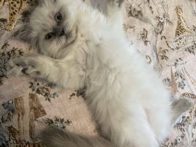 Victoria - Cat Breeder - Tampa&comma; FL&comma; US