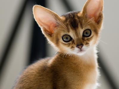 Olga Gudoshnikov - Cat Breeder - Palm Coast&comma; FL&comma; US