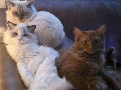 Bryan - Cat Breeder - Corona&comma; CA&comma; US