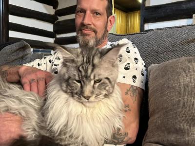 Giant Hearts Cattery - Cat Breeder - Salem&comma; OH&comma; US
