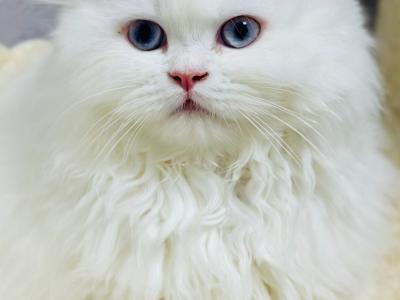AK Royal Cats - Cat Breeder - Syracuse&comma; NY&comma; US