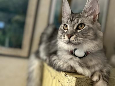 Lisa - Cat Breeder - Bechtelsville&comma; PA&comma; US