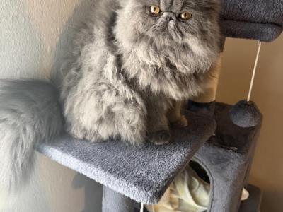 A Khan - Cat Breeder - NY&comma; US