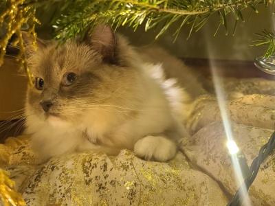 Lazurite - Cat Breeder - IL, US Lazurite - Cat Breeder - IL, US