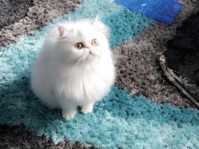 Sarah - Cat Breeder - Staten Island, NY, US Sarah - Cat Breeder - Staten Island, NY, US