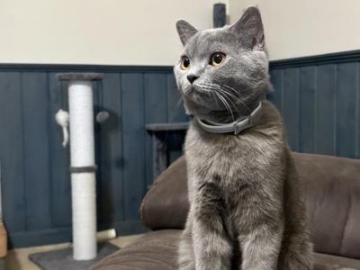 Sarah - Cat Breeder - Boston&comma; MA&comma; US