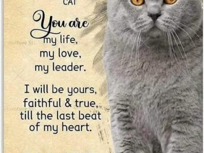 Dani - Cat Breeder - Brewster&comma; NY&comma; US
