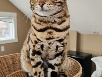 BostonBengals - Cat Breeder - Boston&comma; MA&comma; US