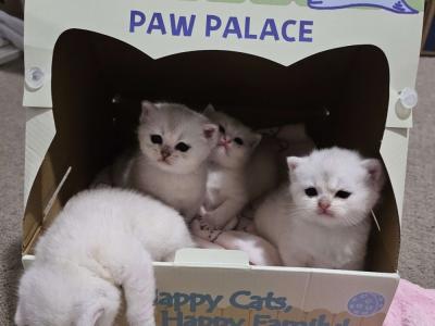 Ella - Cat Breeder - Carrollton, TX, US Ella - Cat Breeder - Carrollton, TX, US