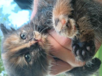 Majestic Maine - Cat Breeder - MI&comma; US