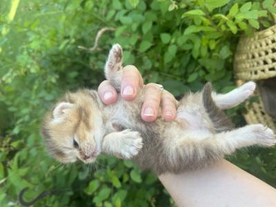 Starlina - Cat Breeder - Houston&comma; TX&comma; US