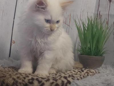 Tanya - Cat Breeder - Eagan, MN, US Tanya - Cat Breeder - Eagan, MN, US