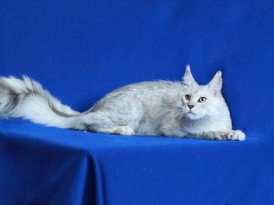 Nadia - Cat Breeder - Brooklyn, NY, US Nadia - Cat Breeder - Brooklyn, NY, US