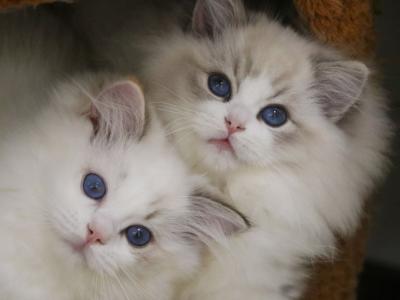 AngelicCharm Ragdoll - Cat Breeder - Monrovia&comma; CA&comma; US