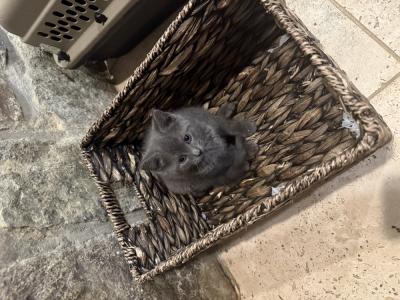 Steven - Cat Breeder - Dumfries&comma; VA&comma; US