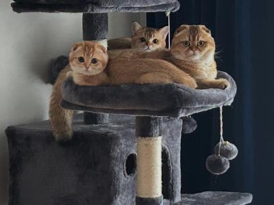 Iryna - Cat Breeder - Yorktown Heights, NY, US Iryna - Cat Breeder - Yorktown Heights, NY, US