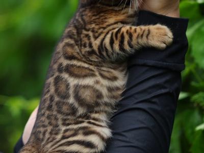 Jonathan - Cat Breeder - Las Vegas, NV, US Jonathan - Cat Breeder - Las Vegas, NV, US