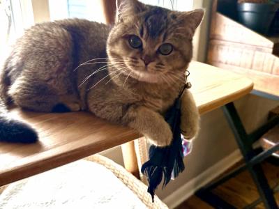 Dora - Cat Breeder - Palatine&comma; IL&comma; US