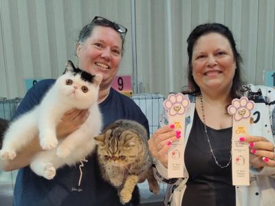 Pam - Cat Breeder - Bonita Springs&comma; FL&comma; US