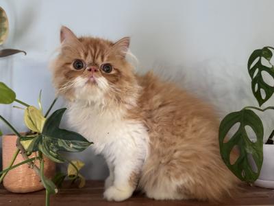 Sara - Cat Breeder - Central&comma; SC&comma; US