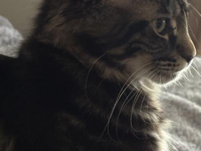 steve - Cat Breeder - Cape Coral, FL, US steve - Cat Breeder - Cape Coral, FL, US
