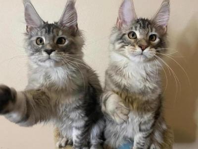 Gennadiy - Cat Breeder - Vancouver&comma; WA&comma; US