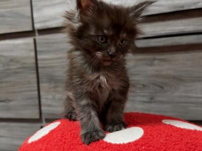 Amanda - Cat Breeder - Roseboro&comma; NC&comma; US