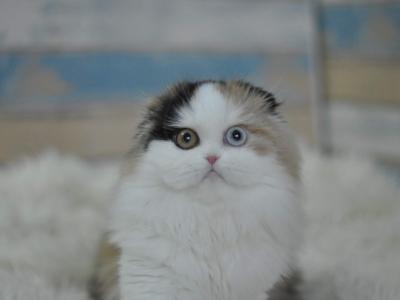 Lillia - Cat Breeder - Denver, CO, US Lillia - Cat Breeder - Denver, CO, US