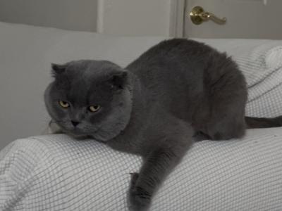 Jan - Cat Breeder - Antioch&comma; CA&comma; US