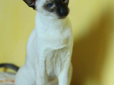 Kayla - Cat Breeder - Mount Holly&comma; NC&comma; US