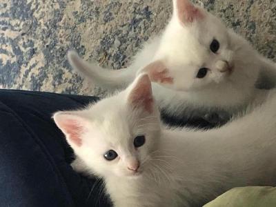 Sandra - Cat Breeder - Longmeadow&comma; MA&comma; US