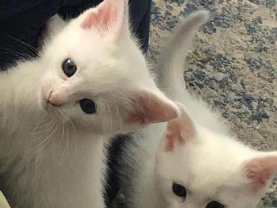 Sandra - Cat Breeder - Longmeadow&comma; MA&comma; US