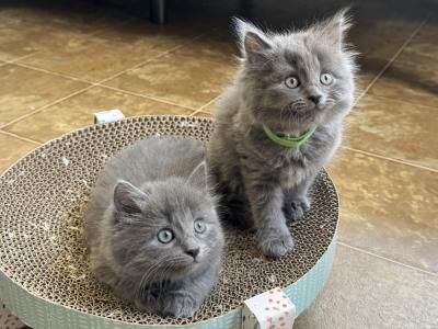 Sammy Adams - Cat Breeder - Ashburn&comma; VA&comma; US