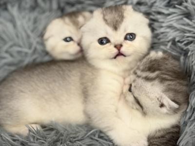Kahlia - Cat Breeder - Longview&comma; TX&comma; US