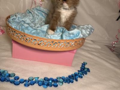 Jason Johnson - Cat Breeder - Portland&comma; OR&comma; US
