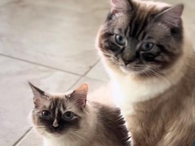 Enrique - Cat Breeder - Homestead, FL, US Enrique - Cat Breeder - Homestead, FL, US