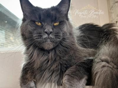 Stephanie - Cat Breeder - TX&comma; US