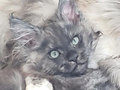 Roger - Cat Breeder - Alexandria, SD, US Roger - Cat Breeder - Alexandria, SD, US