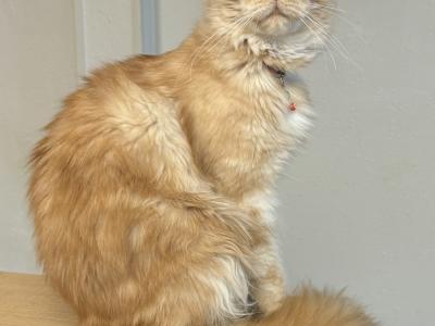Dorothy - Cat Breeder - San Antonio, TX, US Dorothy - Cat Breeder - San Antonio, TX, US
