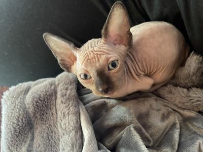 Christine - Cat Breeder - Nashua&comma; NH&comma; US