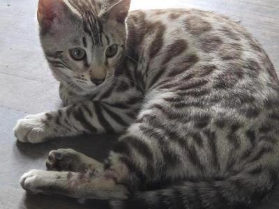 Dawn - Cat Breeder - WA&comma; US