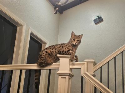 Queens of Hearts Cattery - Cat Breeder - Idyllwild&comma; CA&comma; US