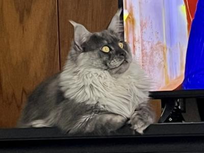 Daniel - Cat Breeder - Hainesville&comma; IL&comma; US